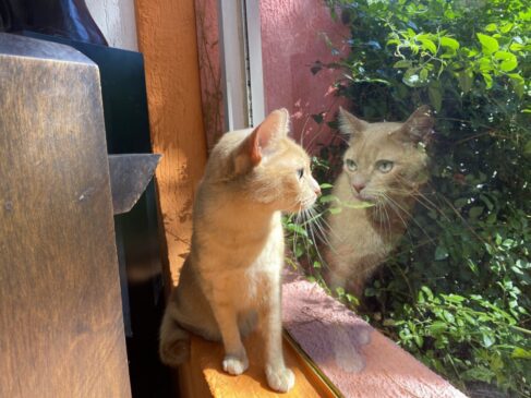 Gato