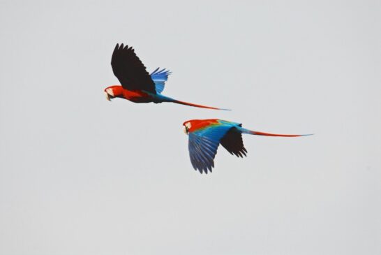 Araras
