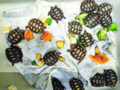 Ao todo, foram apreendidos uma cobra ex&oacute;tica, da esp&eacute;cie cobra do milho, dois saguis, sete filhotes de jabuti e 22 p&aacute;ssaros de variadas esp&eacute;cies