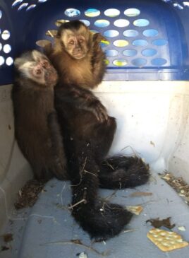 Macacos-prego foram encontrados dentro de porta-luvas de carro em Catanduva