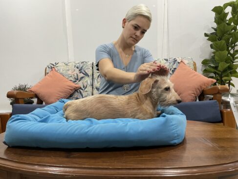 Técnicas para o restabelecimento do animal