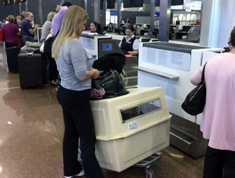 Embarque de animais nos aeroportos