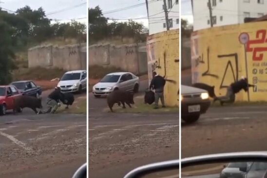 Porco derruba e morde motoboy durante entrega