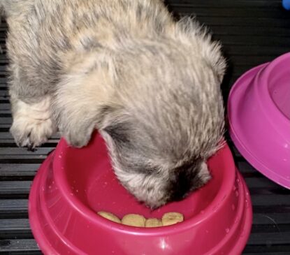Cachorro comendo a sua ração