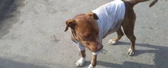 Cachorro visivelmente triste.