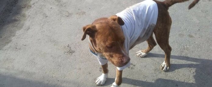 Cachorro visivelmente triste.