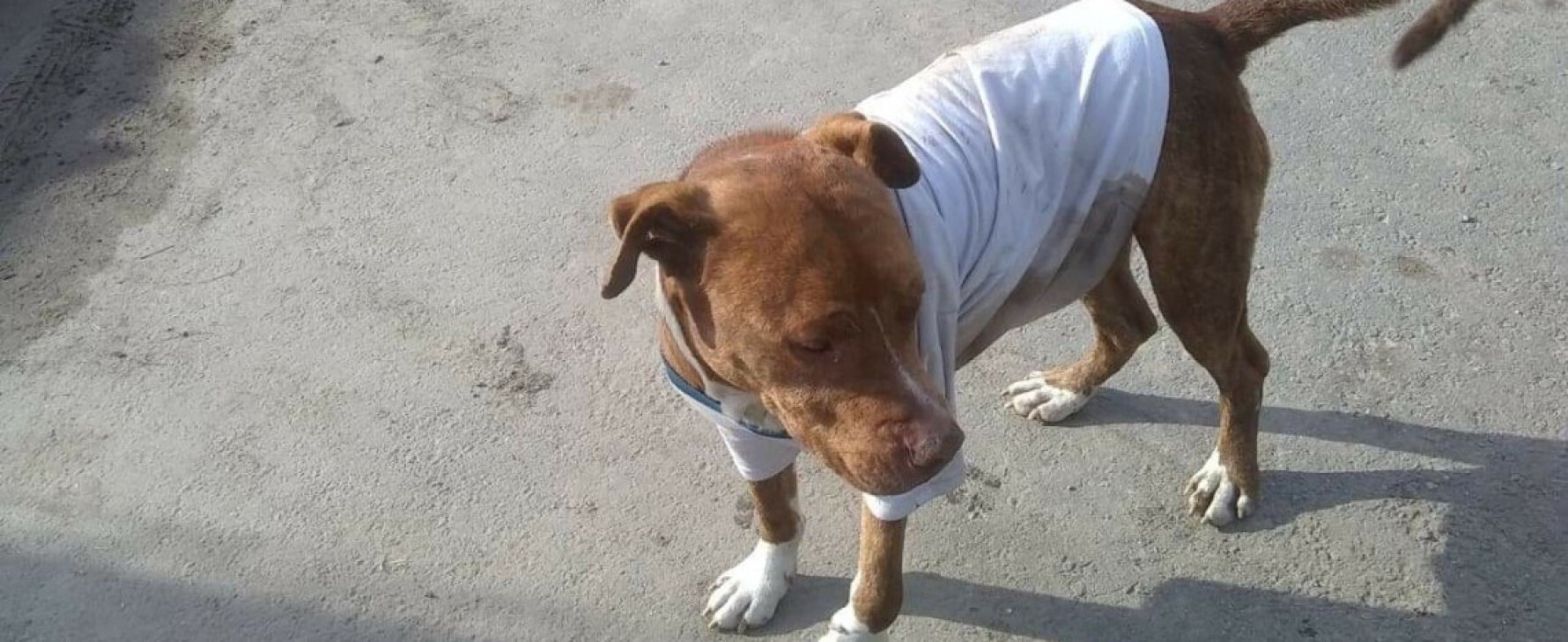 Cachorro visivelmente triste.