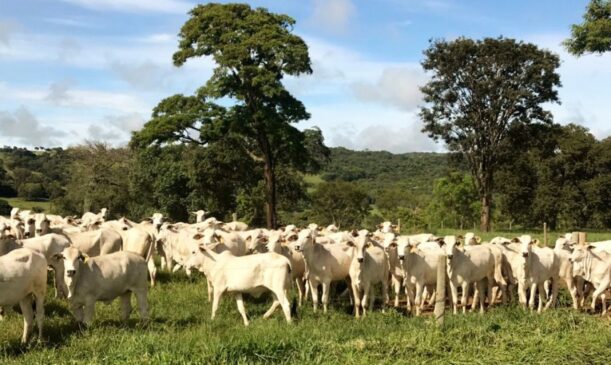 Febre aftosa no Brasil não é restrita somente aos bovinos, suínos também
