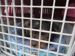 Com colaboração da ONG Focinhos Carentes, 30 cães filhotes foram resgatados de canil clandestino em Santo André, no ABC