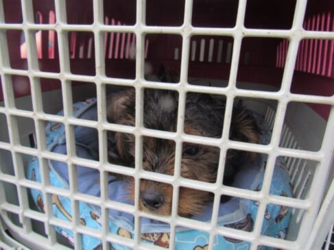Com colaboração da ONG Focinhos Carentes, 30 cães filhotes foram resgatados de canil clandestino em Santo André, no ABC