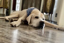 A pesquisa mostra que c&atilde;es dom&eacute;sticos se comunicam melhor com humanos do que c&atilde;es de abrigos