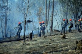 Combate ao incêndio no Parque Juquery chega ao terceiro dia; queda de balão teria iniciado o fogo. ESTADO/A3