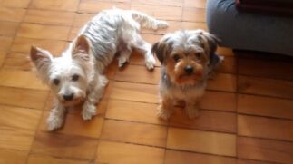 De acordo com os dados, por dia, oito cães são levados de sua casa no país