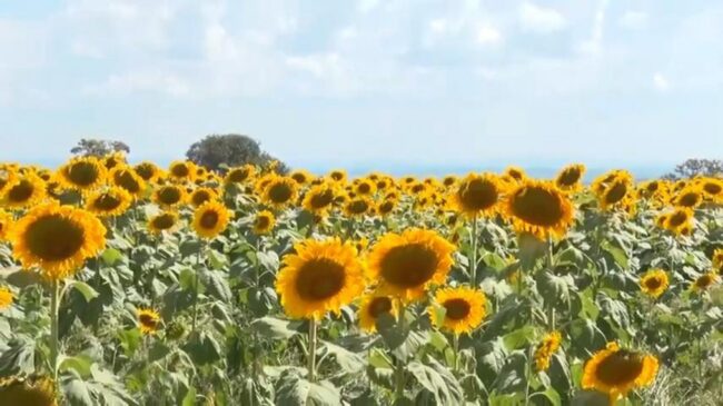 Ao todo, 22 hectares foram tomados pelas flores