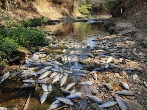 Moradores registraram peixes mortos em trecho do Rio Tietê em Salto; limpeza durou uma semana