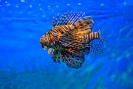 Dos 11 animais registrados em Noronha, de dezembro de 2020 até agora, 6 acabaram capturados