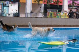 Aberto em plena pandemia, Cachorródromo já recebeu 14 mil cães