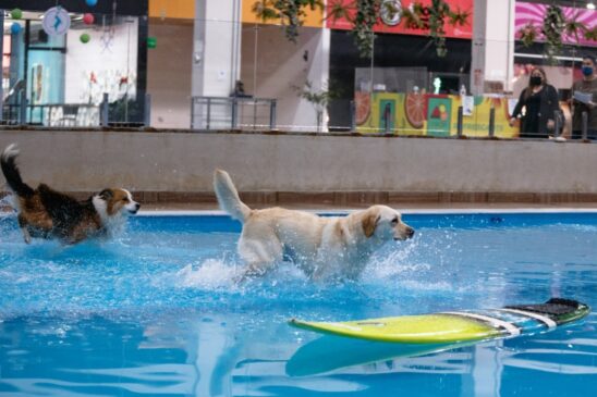 Aberto em plena pandemia, Cachorródromo já recebeu 14 mil cães