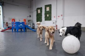 Prefeitura de São Paulo está oferecendo gratuitamente vacinação antirrábica, castração, emissão do Registro Geral do Animal (RGA) e implante de microchip