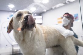 S&atilde;o Jos&eacute; dos Campos recebe primeiro hospital p&uacute;blico veterin&aacute;rio