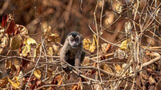 Macaco-prego busca abrigo e alimento diante de queimadas.