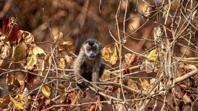 Macaco-prego busca abrigo e alimento diante de queimadas.
