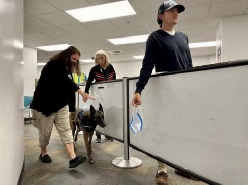 Miami usará cães no aeroporto para detectar se turistas estão com Covid -19