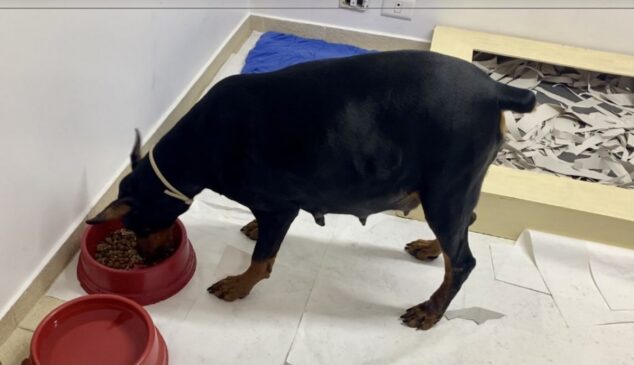 Outubro rosa - mês da prevenção ao câncer de mama animal