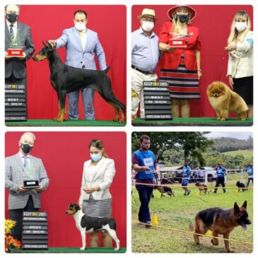 Kennel Clube de São Paulo realiza a maior exposição de cães do ano
