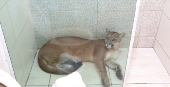 Onça é encontrada dentro de banheiro de casa em São Pedro
