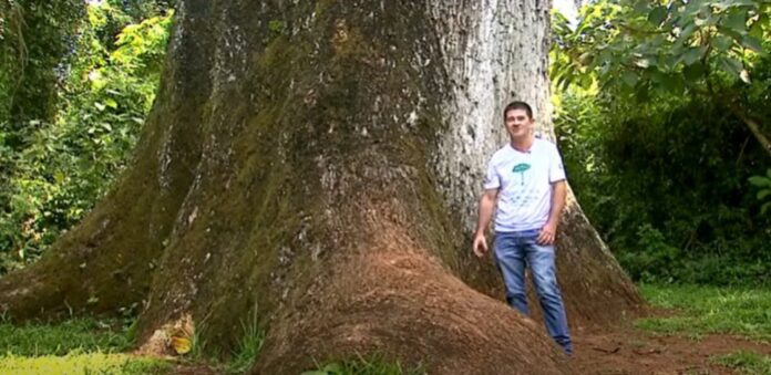 Árvore mais antiga do Brasil está em Santa Rita do Passa Quatro, no interior de São Paulo