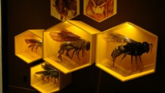 Réplicas de quatro abelhas sem ferrão