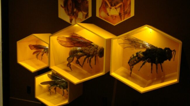 Réplicas de quatro abelhas sem ferrão