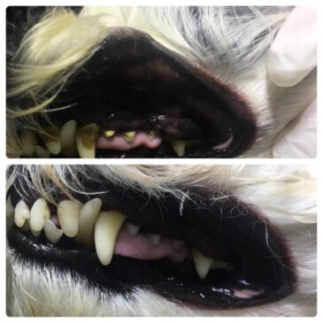 Tratamento bucal em cão