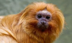 São apurados os crimes de cativeiro e venda de espécimes da fauna silvestre, provenientes de criadouros não autorizados e sem a devida permissão