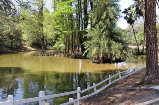 Horto Florestal