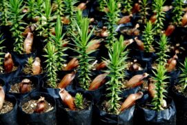 No mês de julho, a Prefeitura de Igaratá, no interior paulista, plantou algumas sementes de araucárias no Viveiro Municipal