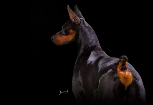 Cachorrinho