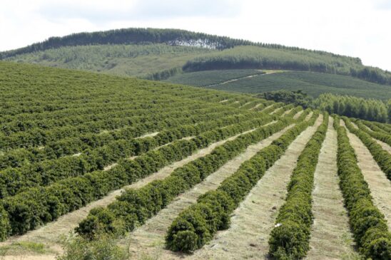 Fazendeiros despejaram 155 mil toneladas de veneno sobre lavouras em apenas tr&ecirc;s meses