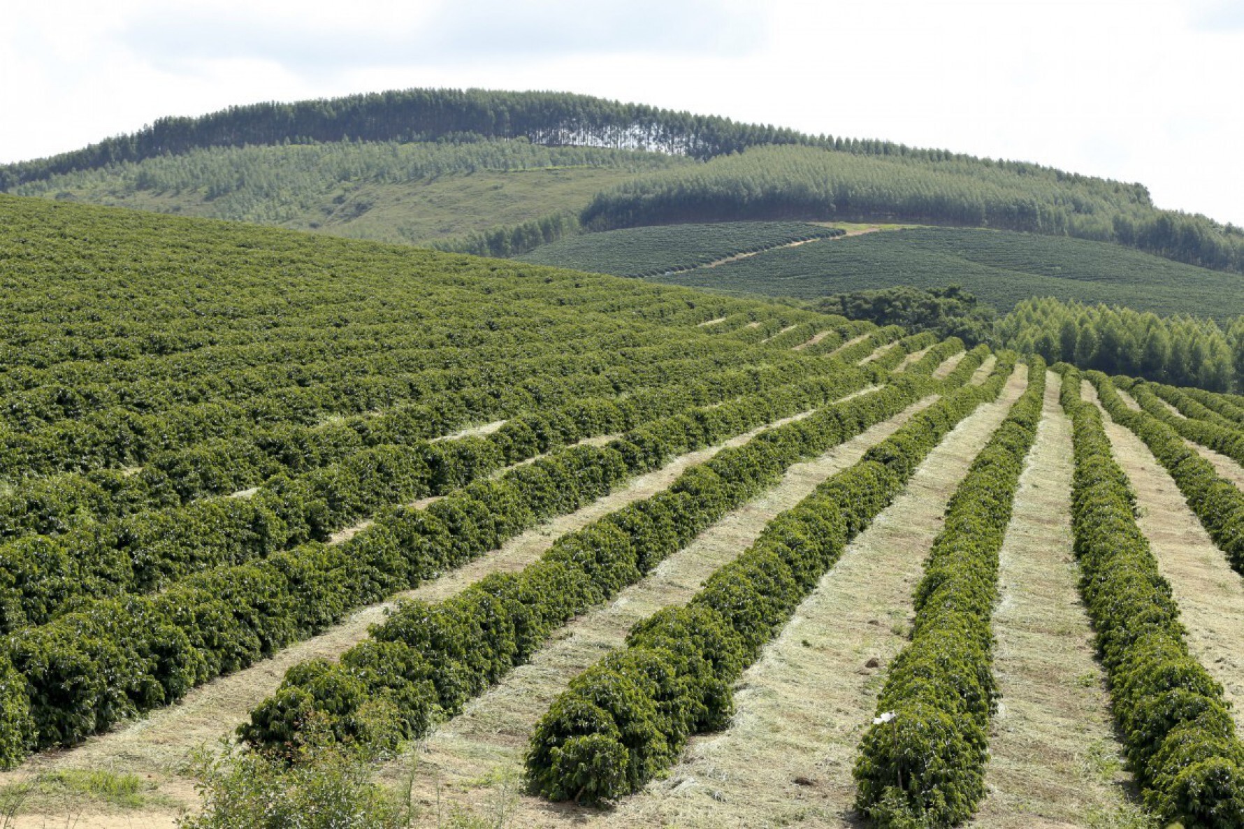 Fazendeiros despejaram 155 mil toneladas de veneno sobre lavouras em apenas tr&ecirc;s meses