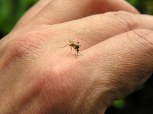 Depois de despencarem ao longo de 2020, primeiro ano da pandemia da Covid-19, os casos de dengue explodiram em 2021