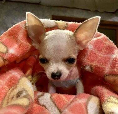 Cachorro