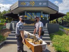 Policiais carregam caix&atilde;o com drogas apreendidas em Limeira, no interior de SP
