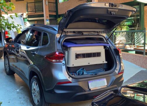 Acomodar o pet em uma caixa de transporte é muito importante para que neste espaço ele possa descansar