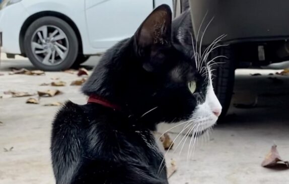 O abandono de um animal de estimação é considerado o pior dos maus tratos, pois leva o animal ao sofrimento extremo