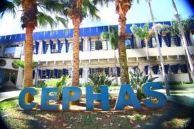 Cephas oferece cursos de educação a distãncia