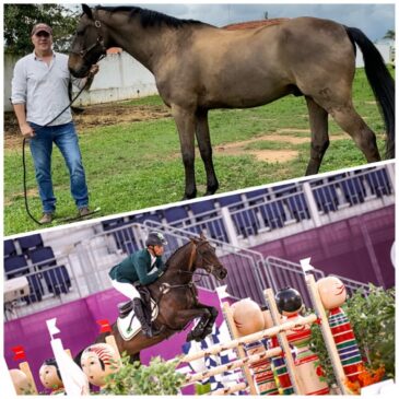 O cavalo olímpico