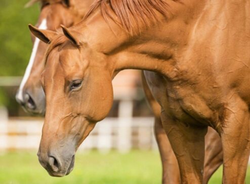 Para reconhecer o Quarto de Milha é fácil, eles possuem orelhas pequenas, alertas e bem distanciadas entre si. Seu focinho pequeno e narinas grandes marcam a aparência desse equino forte e dócil