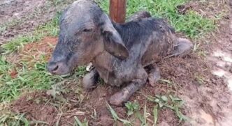 Um dos animais resgatados apresentava sinais de desnutrição