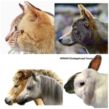 Luta global contra criação de animais extremamente braquicefálicos
